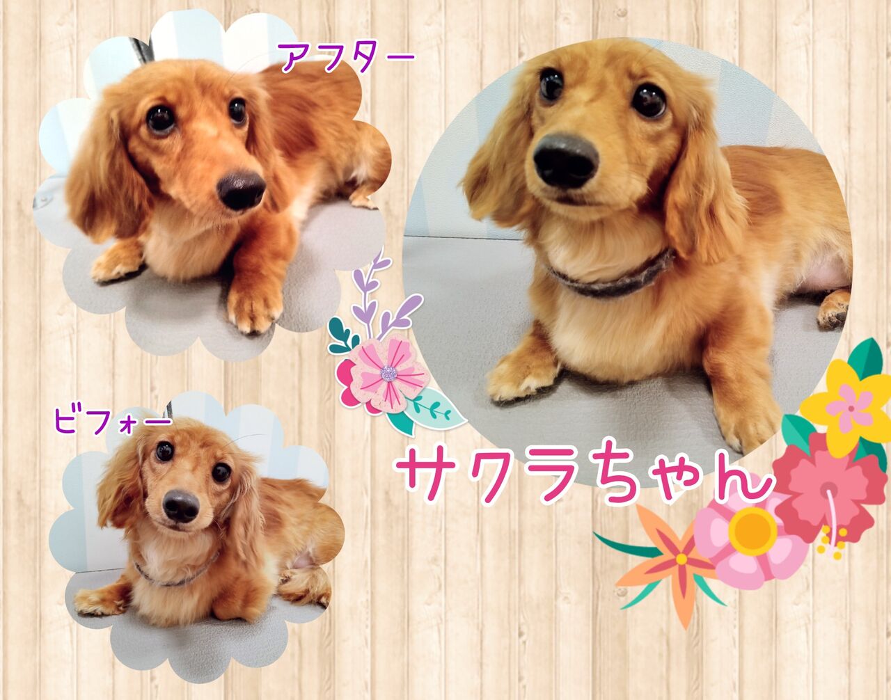 ミニチュアダックスフンド シャンプーカット 福岡県 ペットショップワンラブ イオン戸畑店のスタッフブログ