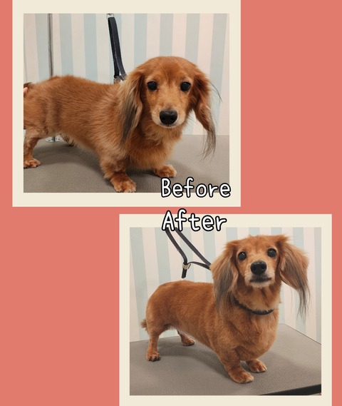 Collage_2025-12-01_20_24_01