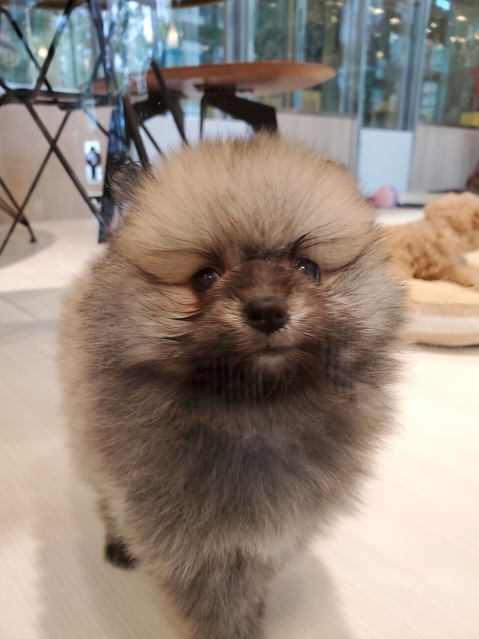可愛いワンちゃん 東京都江東区有明にあるペットショップワンラブ有明ガーデン東京本店のスタッフブログ 可愛いワンちゃん 東京都江東区有明にあるペットショップワンラブ有明ガーデン東京本店のスタッフブログ