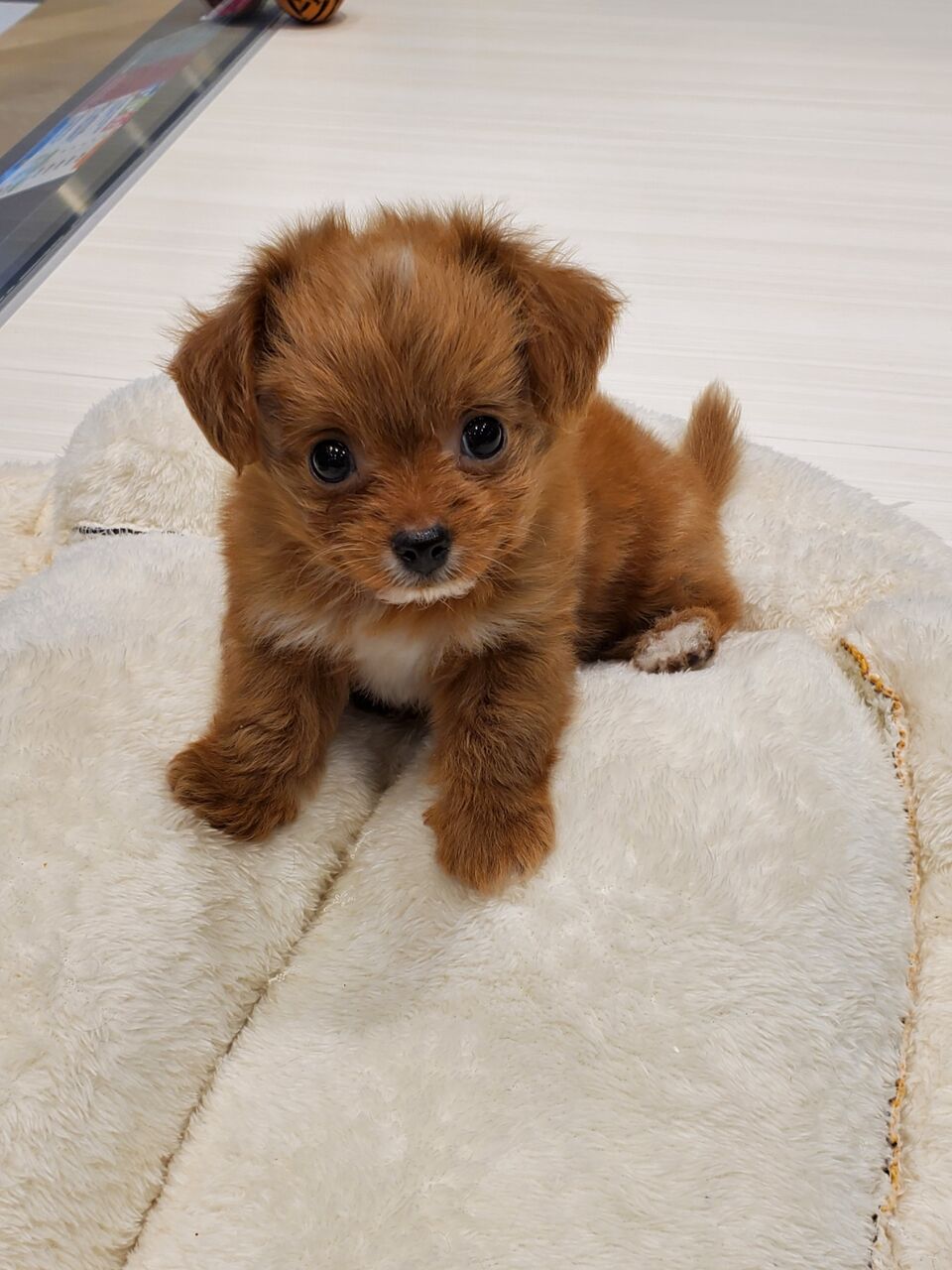 可愛いワンちゃん 東京都江東区有明にあるペットショップワンラブ有明ガーデン東京本店のスタッフブログ 可愛いワンちゃん 東京都江東区有明にあるペットショップワンラブ有明ガーデン東京本店のスタッフブログ