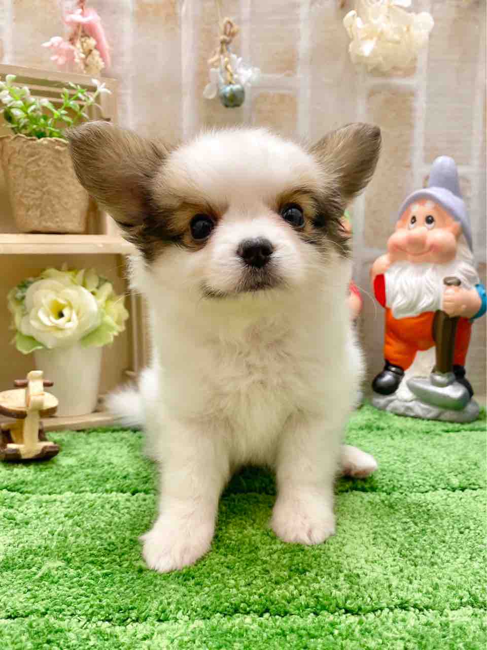 子犬ちゃん紹介 東京都江東区有明にあるペットショップワンラブ有明ガーデン東京本店のスタッフブログ