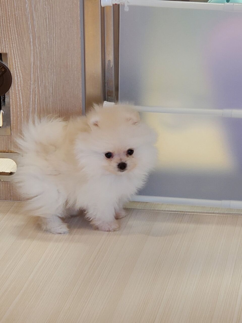 可愛いワンちゃん 東京都江東区有明にあるペットショップワンラブ有明ガーデン東京本店のスタッフブログ 可愛いワンちゃん 東京都江東区有明にあるペットショップワンラブ有明ガーデン東京本店のスタッフブログ