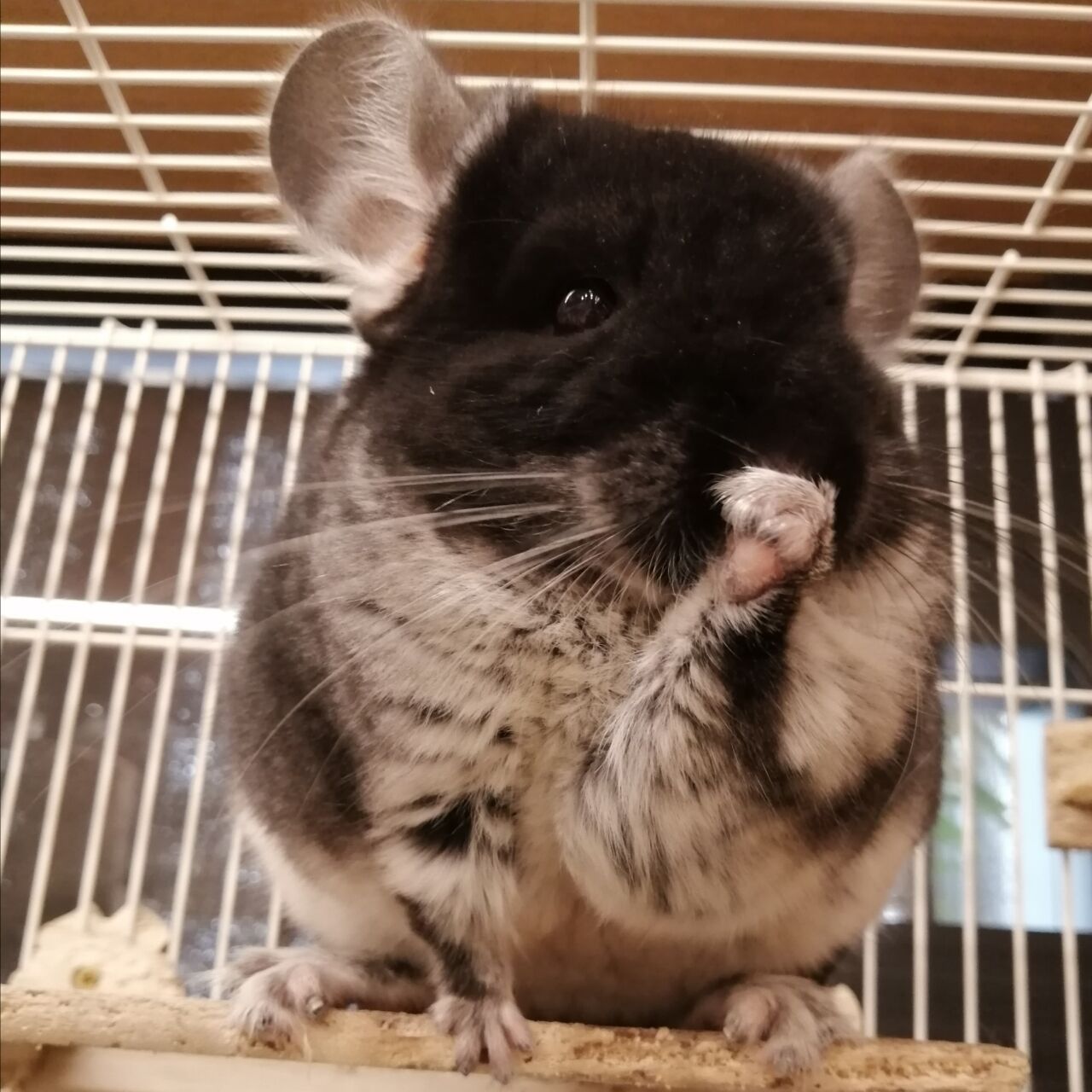小動物さん紹介 東京都江東区有明にあるペットショップワンラブ有明ガーデン東京本店のスタッフブログ