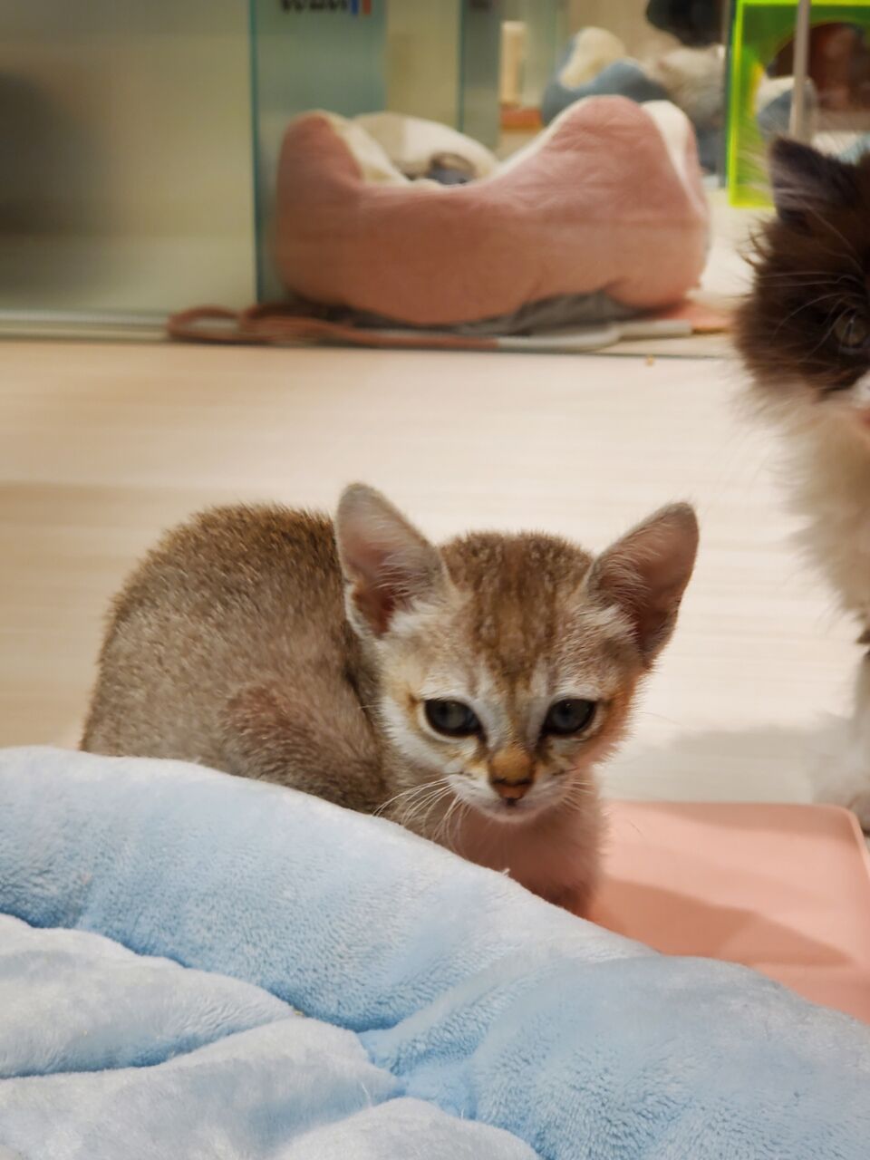 可愛い猫ちゃん 東京都江東区有明にあるペットショップワンラブ有明ガーデン東京本店のスタッフブログ 可愛い猫ちゃん 東京都江東区有明にあるペットショップワンラブ有明ガーデン東京本店のスタッフブログ