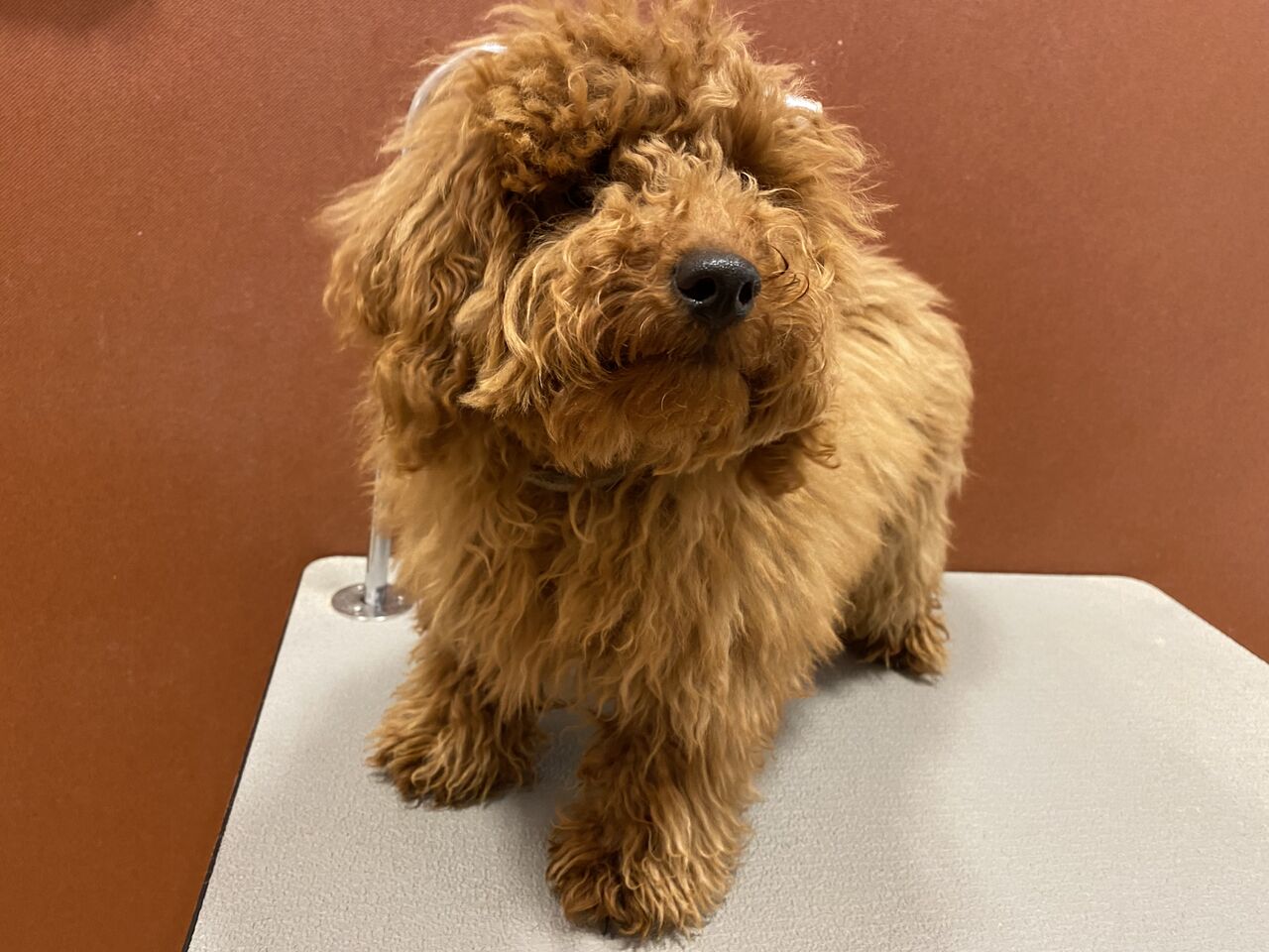 トイプードル シャンプーカット 星野 栃木県宇都宮市 ペットショップワンラブ ベルモール宇都宮店のスタッフブログ