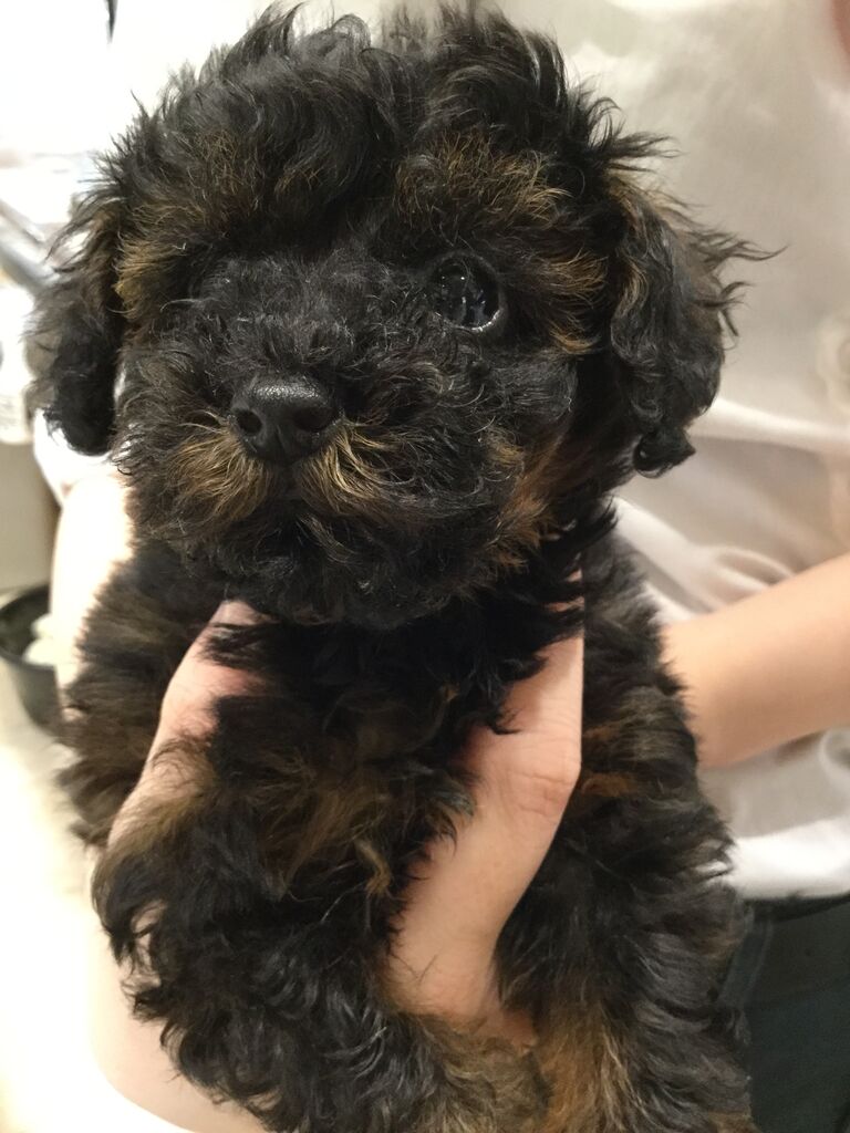 トイプードル 栃木県宇都宮市 ペットショップワンラブ ベルモール宇都宮店のスタッフブログ