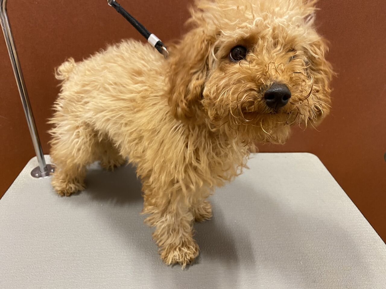 トイプードル シャンプーカット 星野 栃木県宇都宮市 ペットショップワンラブ ベルモール宇都宮店のスタッフブログ