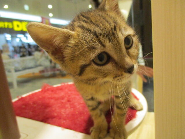 213637 ジェネッタ : 栃木県宇都宮市 ペットショップワンラブ