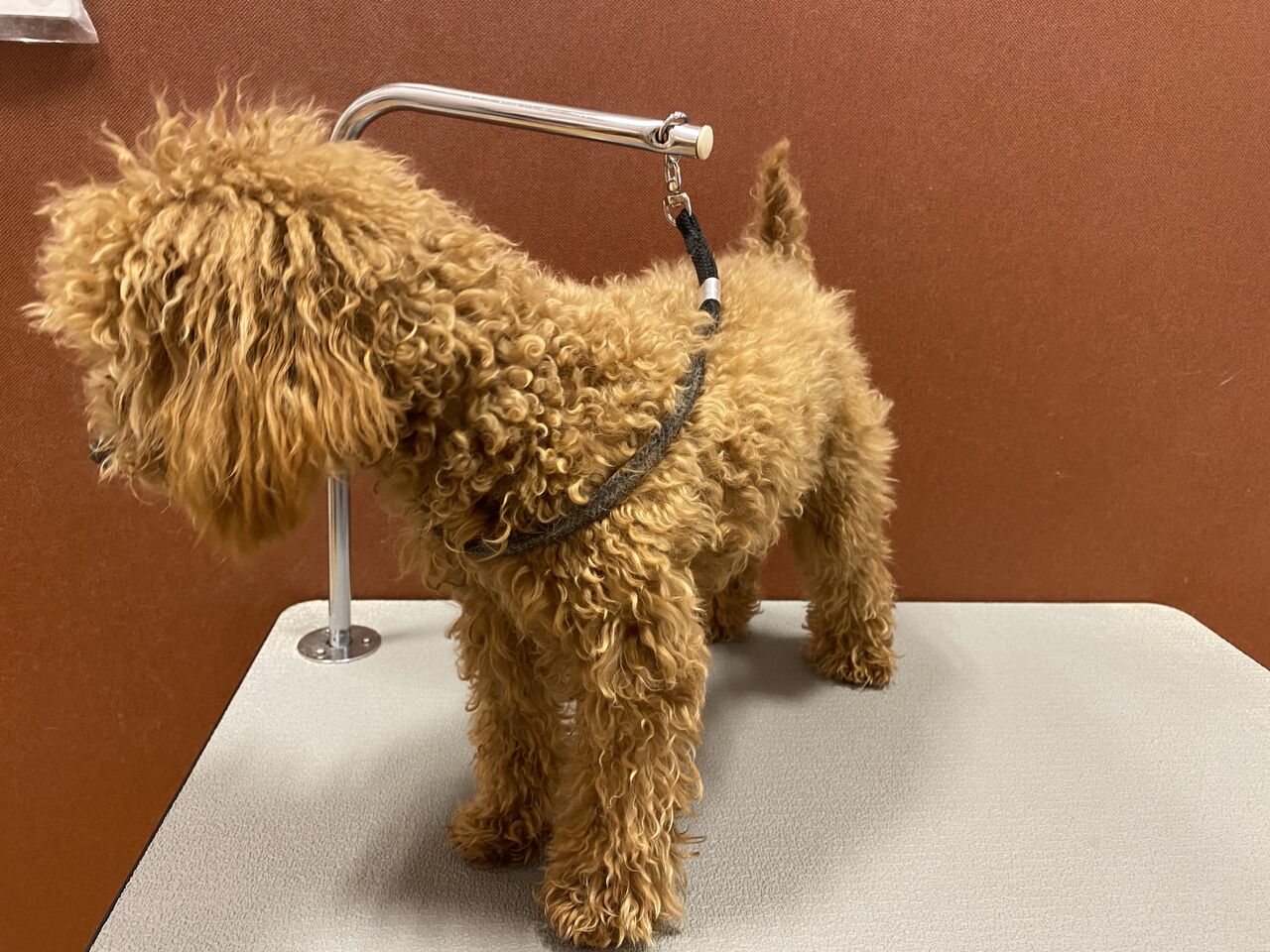 トイプードル シャンプーカット 星野 栃木県宇都宮市 ペットショップワンラブ ベルモール宇都宮店のスタッフブログ