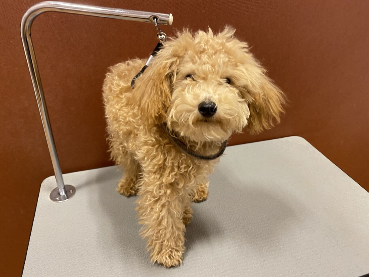 トイプードル シャンプーカット 星野 栃木県宇都宮市 ペットショップワンラブ ベルモール宇都宮店のスタッフブログ