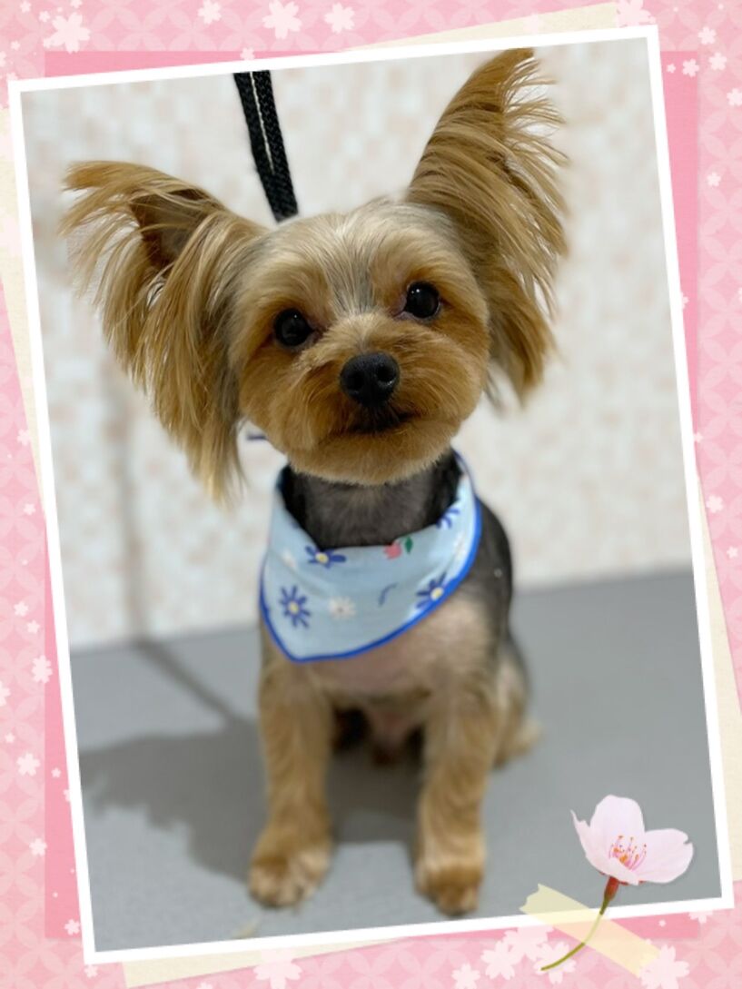 ヨークシャーテリア シャンプーカット ゆめタウン別府 白木 大分県別府市 ペットショップ ワンラブ ゆめタウン別府店のスタッフブログ