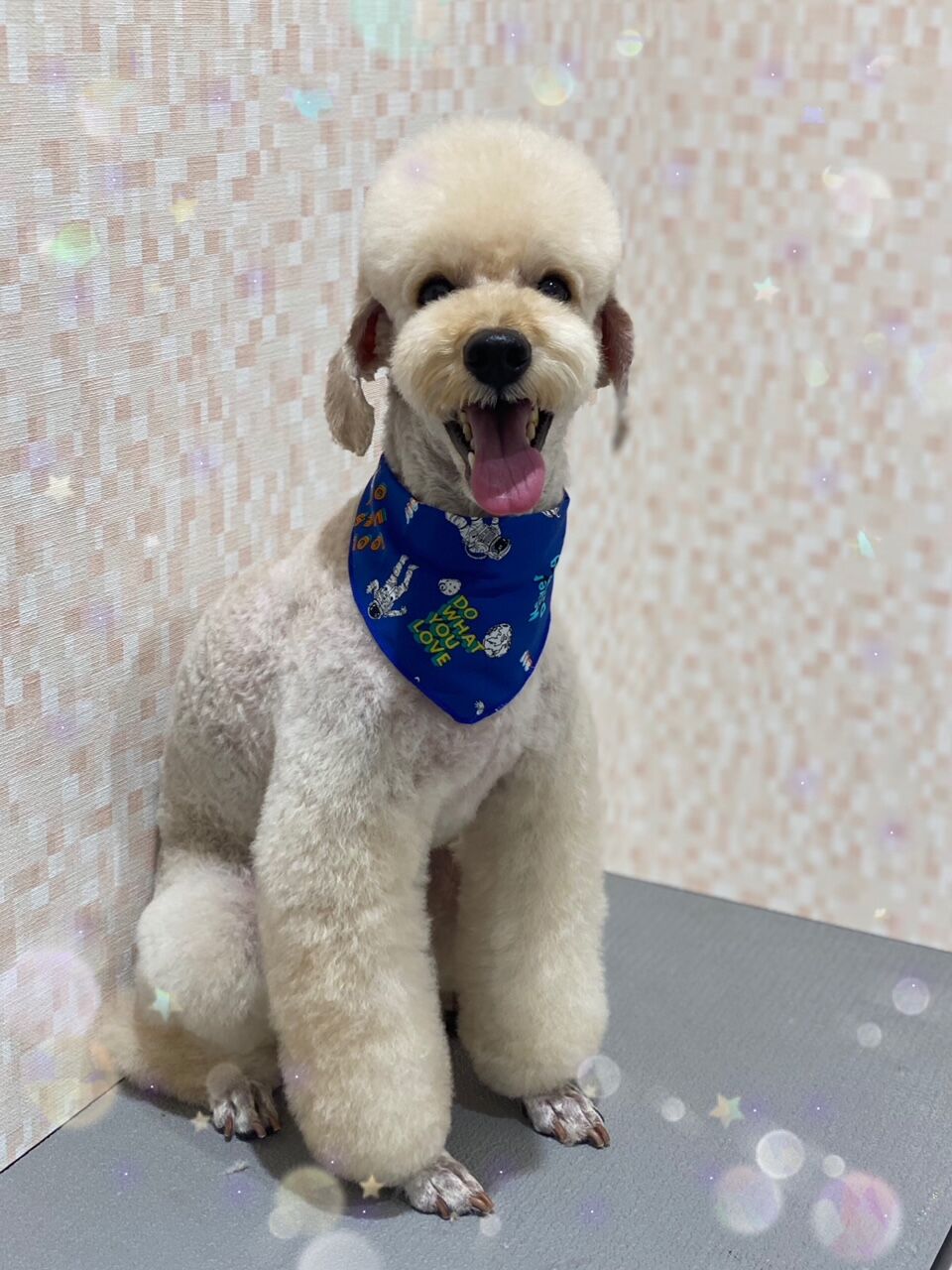 ミニチュアプードル シャンプーカット ゆめタウン別府店 白木 大分県別府市 ペットショップ ワンラブ ゆめタウン別府店のスタッフブログ