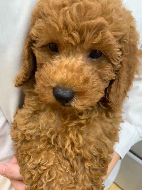 人懐っこいトイプードルくん 沖縄県 ペットショップワンラブ カインズあがり浜店のスタッフブログ