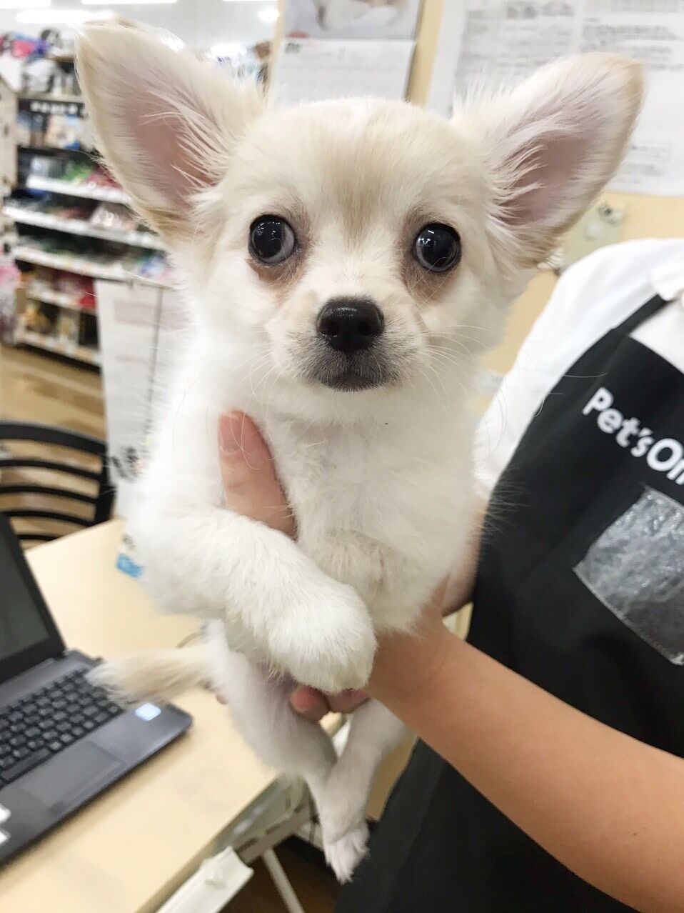 クリーム色のチワワ君 沖縄県 ペットショップワンラブ カインズあがり浜店のスタッフブログ