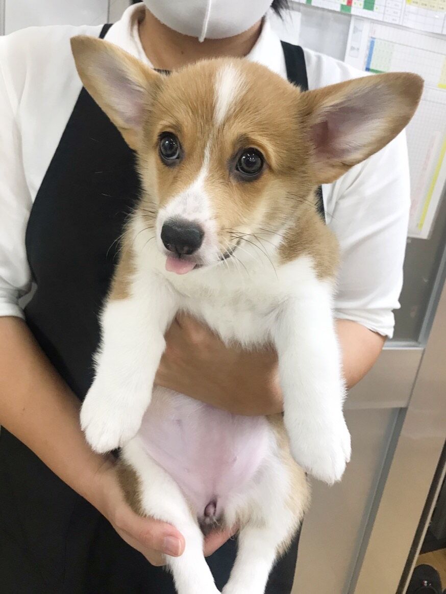 新入りコーギーちゃん 沖縄県 ペットショップワンラブ カインズあがり浜店のスタッフブログ 新入りコーギーちゃん 沖縄県 ペットショップワンラブ カインズあがり浜店のスタッフブログ