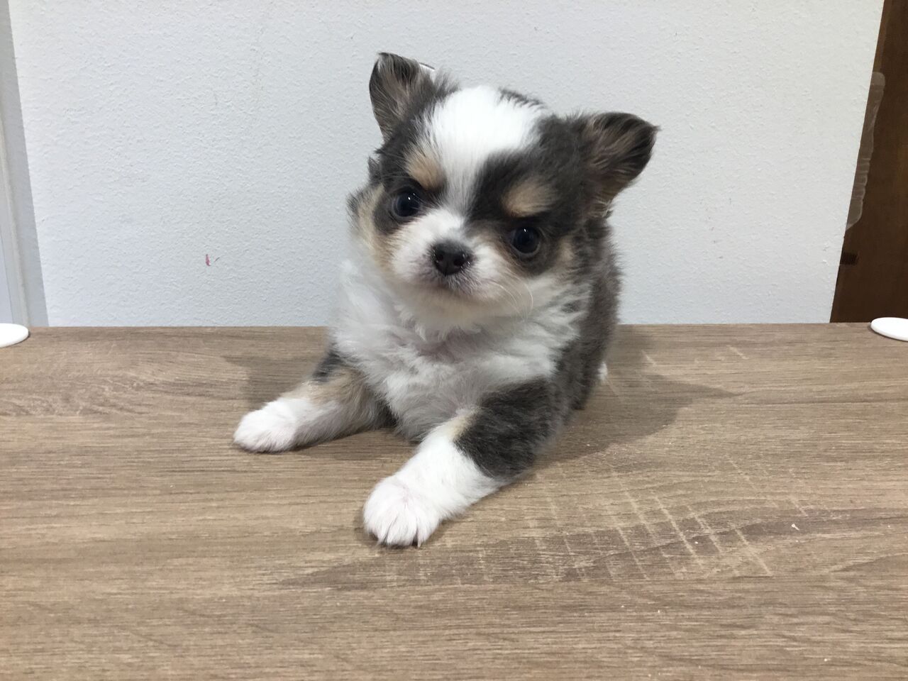 ブルータンホワイトの激かわチワワ カインズ朝霞ペッツワンコーナースタッフブログ ペットショップワンラブグループ