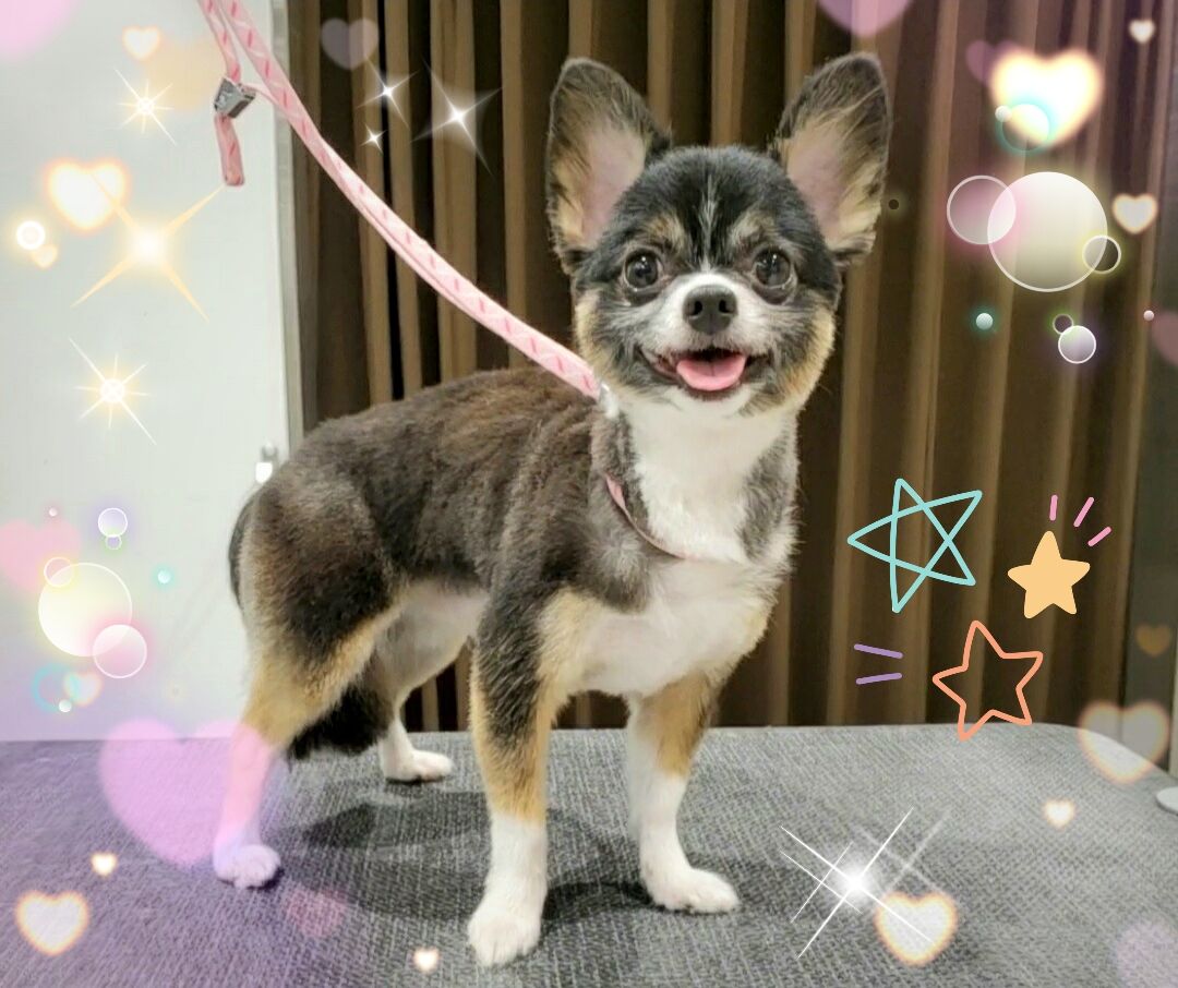 チワワ パピチワ カットコース マイクロバブル ファーメイクシャンプー クーちゃん カティちゃん 八王子長房店関戸 八王子市 ペットショップワンラブ カインズ八王子店ペッツワンコーナースタッフブログ