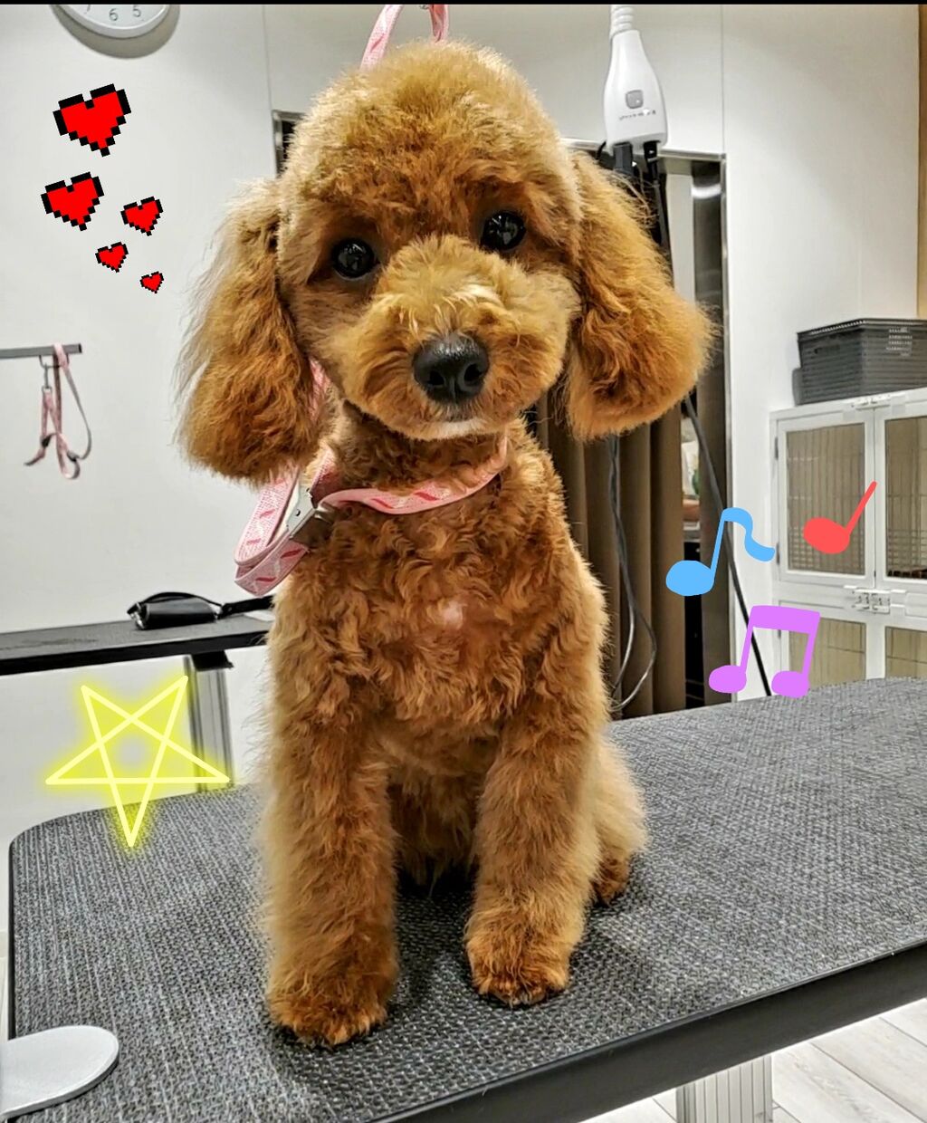 トイプードル カットコース ファーメイクシャンプー ルッカちゃん 八王子長房店関戸 八王子市 ペットショップワンラブ カインズ八王子店ペッツワンコーナースタッフブログ