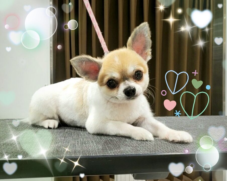 チワワ パピチワ カットコース マイクロバブル ファーメイクシャンプー クーちゃん カティちゃん 八王子長房店関戸 八王子市 ペットショップワンラブ カインズ八王子店ペッツワンコーナースタッフブログ