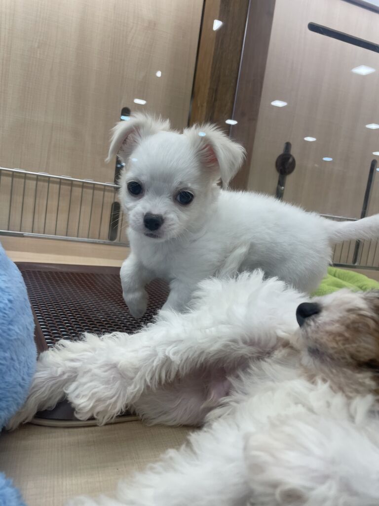 チワペキの日常 八王子市 ペットショップワンラブ カインズ八王子店ペッツワンコーナースタッフブログ