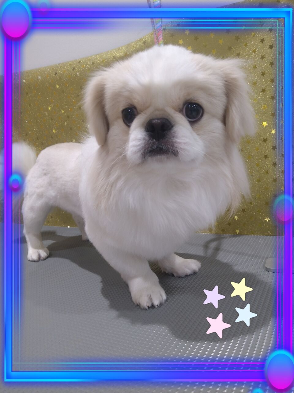 ペキニーズ カットコース 八王子長房店 井上 2516 八王子市 ペットショップワンラブ カインズ八王子店ペッツワンコーナースタッフブログ