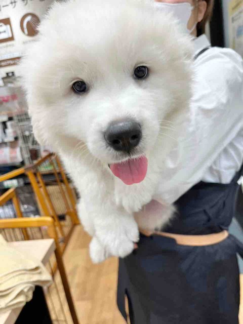 グレートピレニーズ 爪切り 八王子長房店 鶴田 : 八王子市 ペット