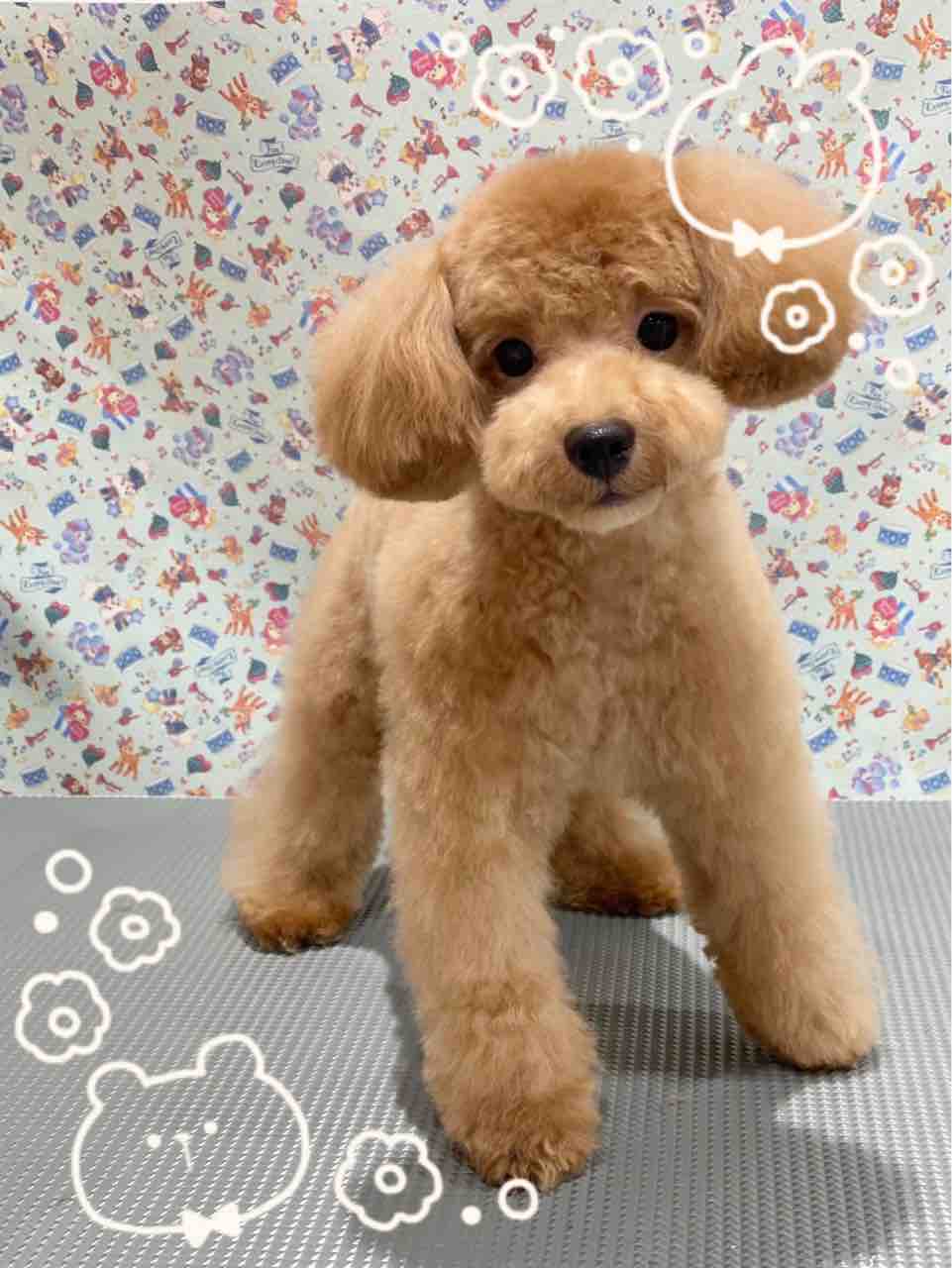 トイプードル モカちゃん カットコース 八王子長房店 鶴田 八王子市 ペットショップワンラブ カインズ八王子店ペッツワンコーナースタッフブログ