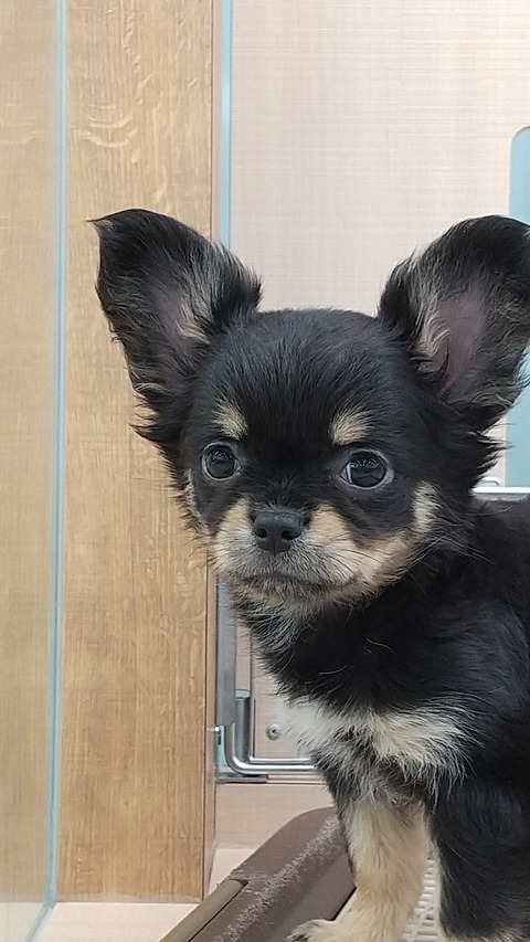 美人なチワワさん