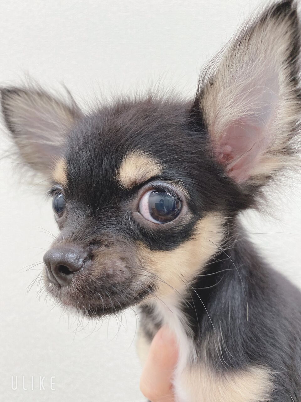 かわいいチワワちゃん ペットショップ ワンラブ カインズ浜松雄踏店のスタッフブログ