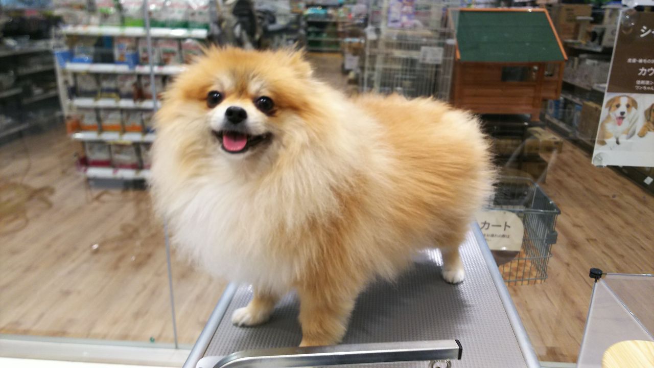 ポメラニアン シャンプーと部分カット ペットショップ ワンラブ カインズ浜松雄踏店のスタッフブログ