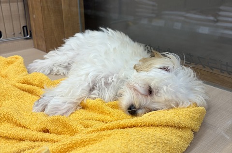 すやすやマルプー