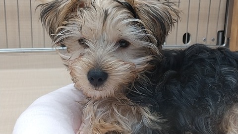 うとうと…ヨークシャーテリアくん