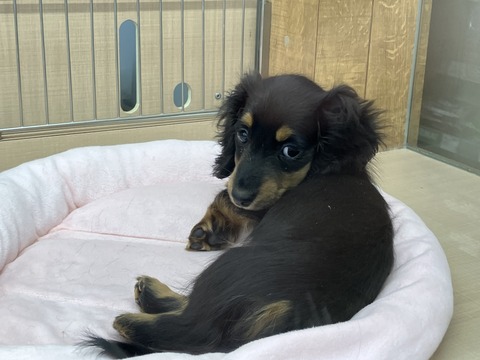 ミニチュアダックスフンド