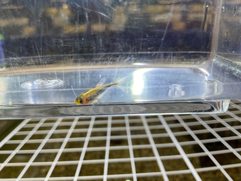 トゥッカーノテトラ