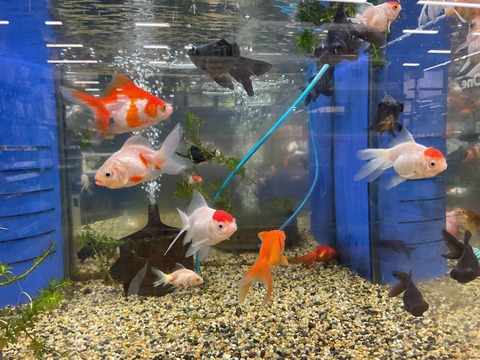ミックス金魚