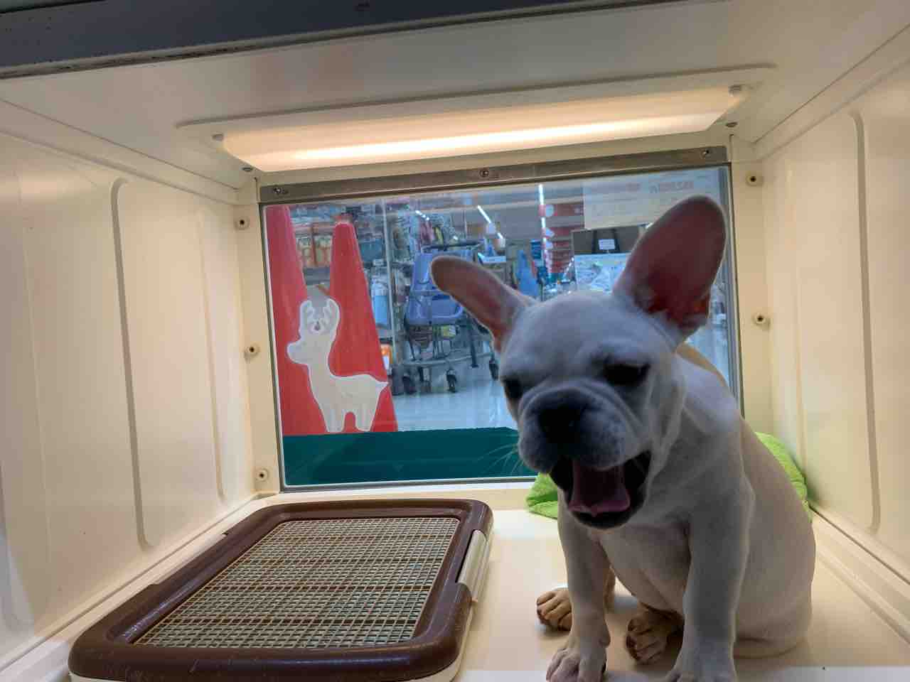 フレンチブルドッグ 滋賀県彦根市 ワンラブ カインズ彦根店 ブログ