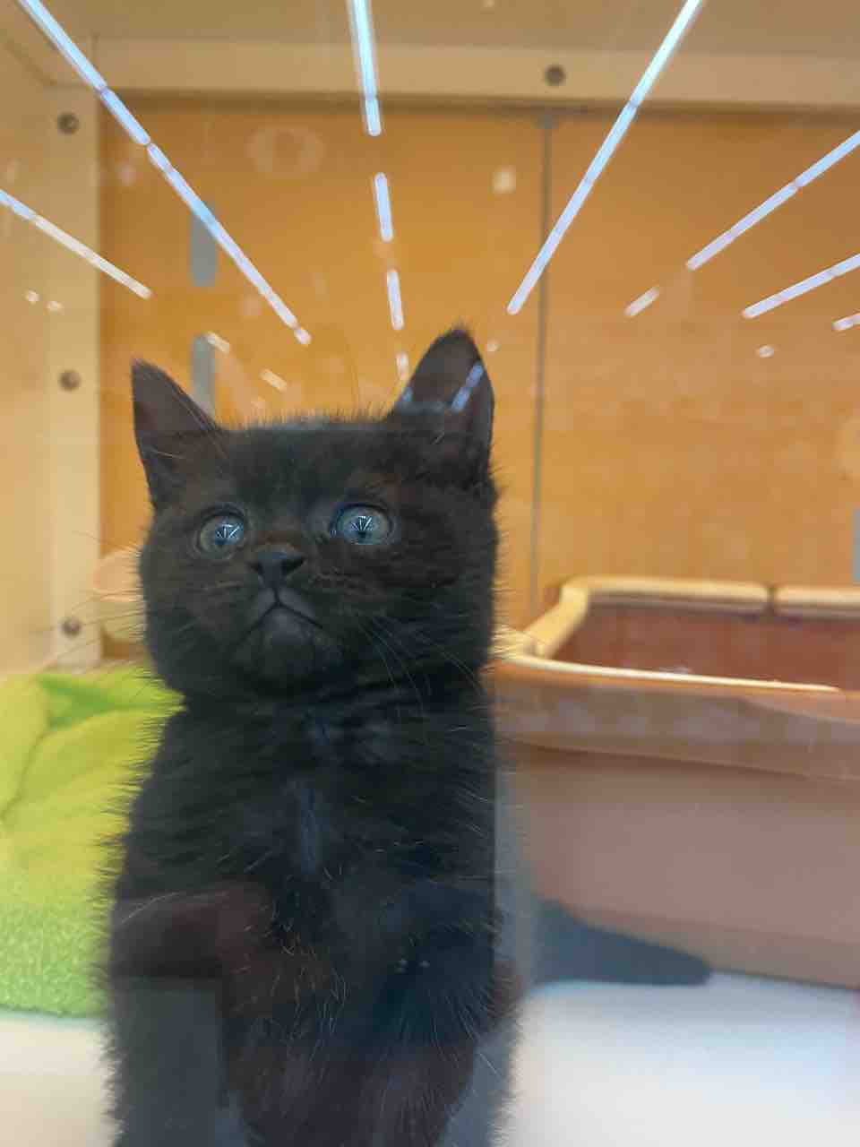 黒猫ちゃん 滋賀県彦根市 ワンラブ カインズ彦根店 ブログ