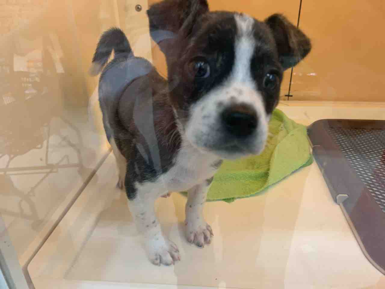 柴フレンチ 滋賀県彦根市 ワンラブ カインズ彦根店 ブログ