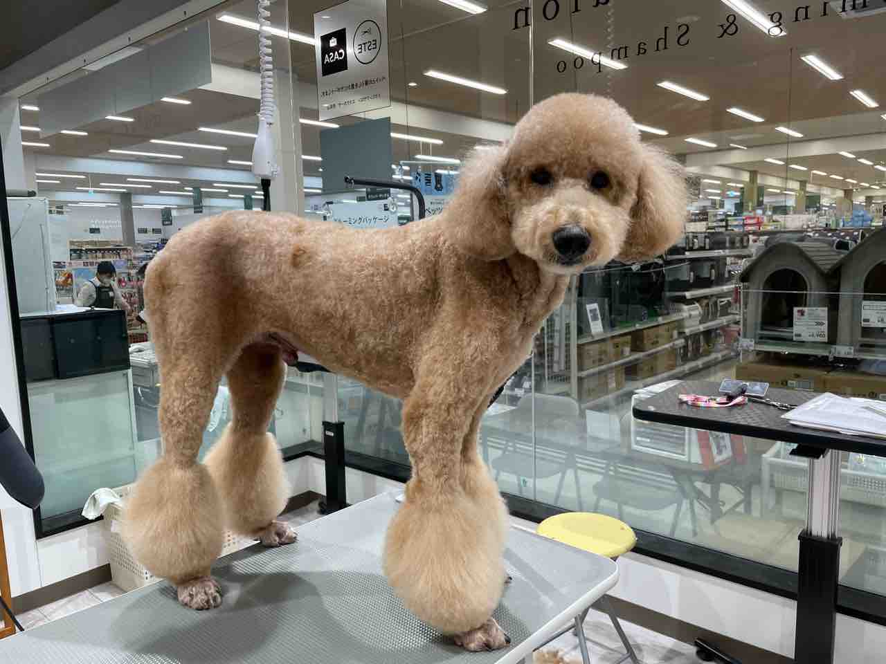 マイアミカット 滋賀県彦根市 ワンラブ カインズ彦根店 ブログ マイアミカット 滋賀県彦根市 ワンラブ カインズ彦根店 ブログ