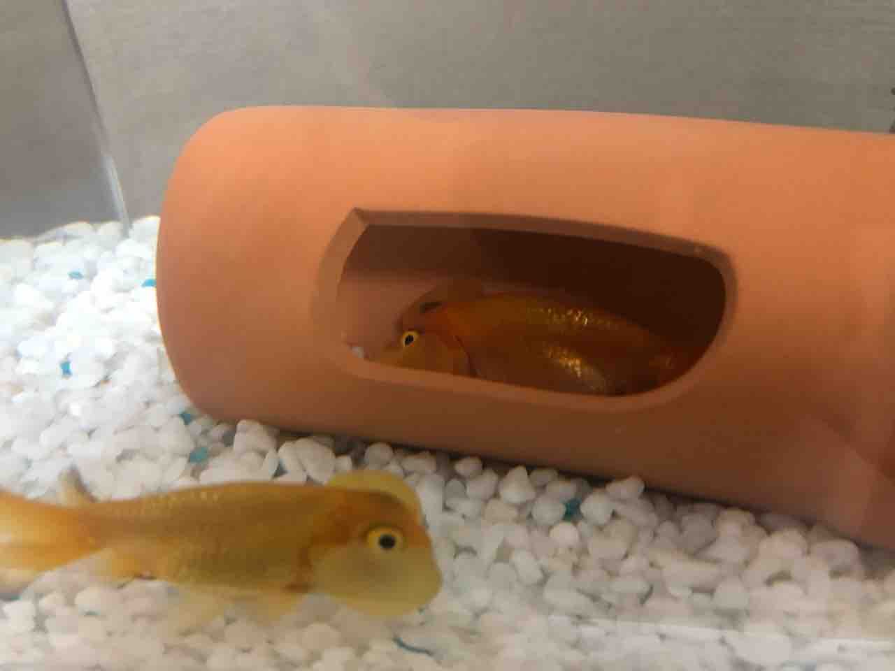 かわいい金魚 ペットショップワンラブ カインズ浜松市野店のスタッフブログ かわいい金魚 ペットショップワンラブ カインズ浜松市野店のスタッフブログ