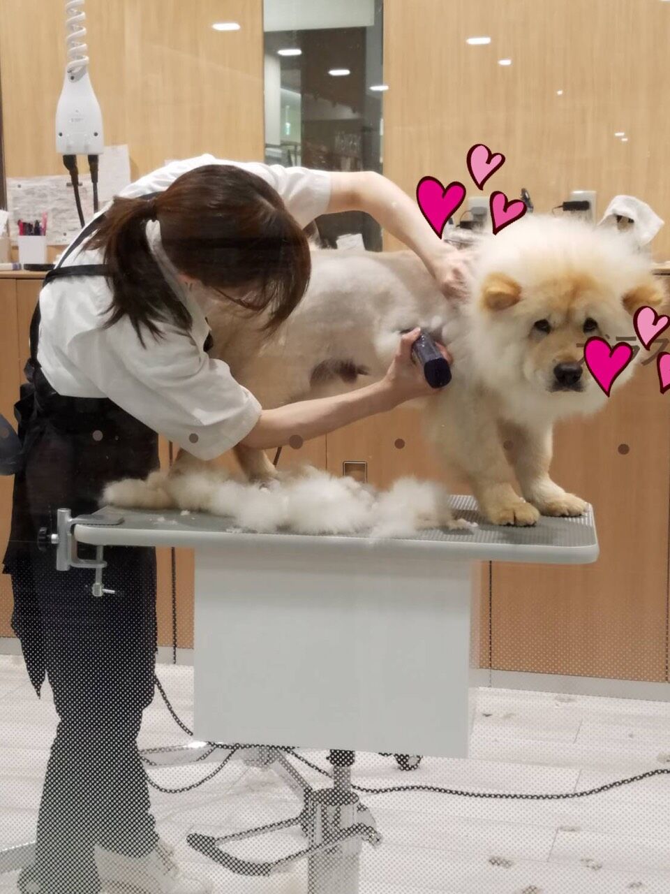 チャウチャウ カットコース ペットショップワンラブ カインズ浜松市野店のスタッフブログ