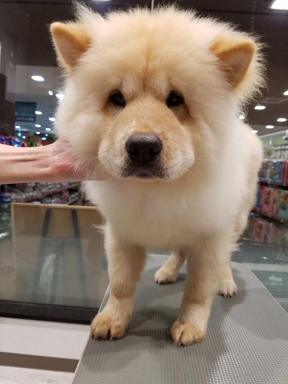 チャウチャウ カットコース ペットショップワンラブ カインズ浜松市野店のスタッフブログ チャウチャウ カットコース ペットショップワンラブ カインズ浜松市野店のスタッフブログ