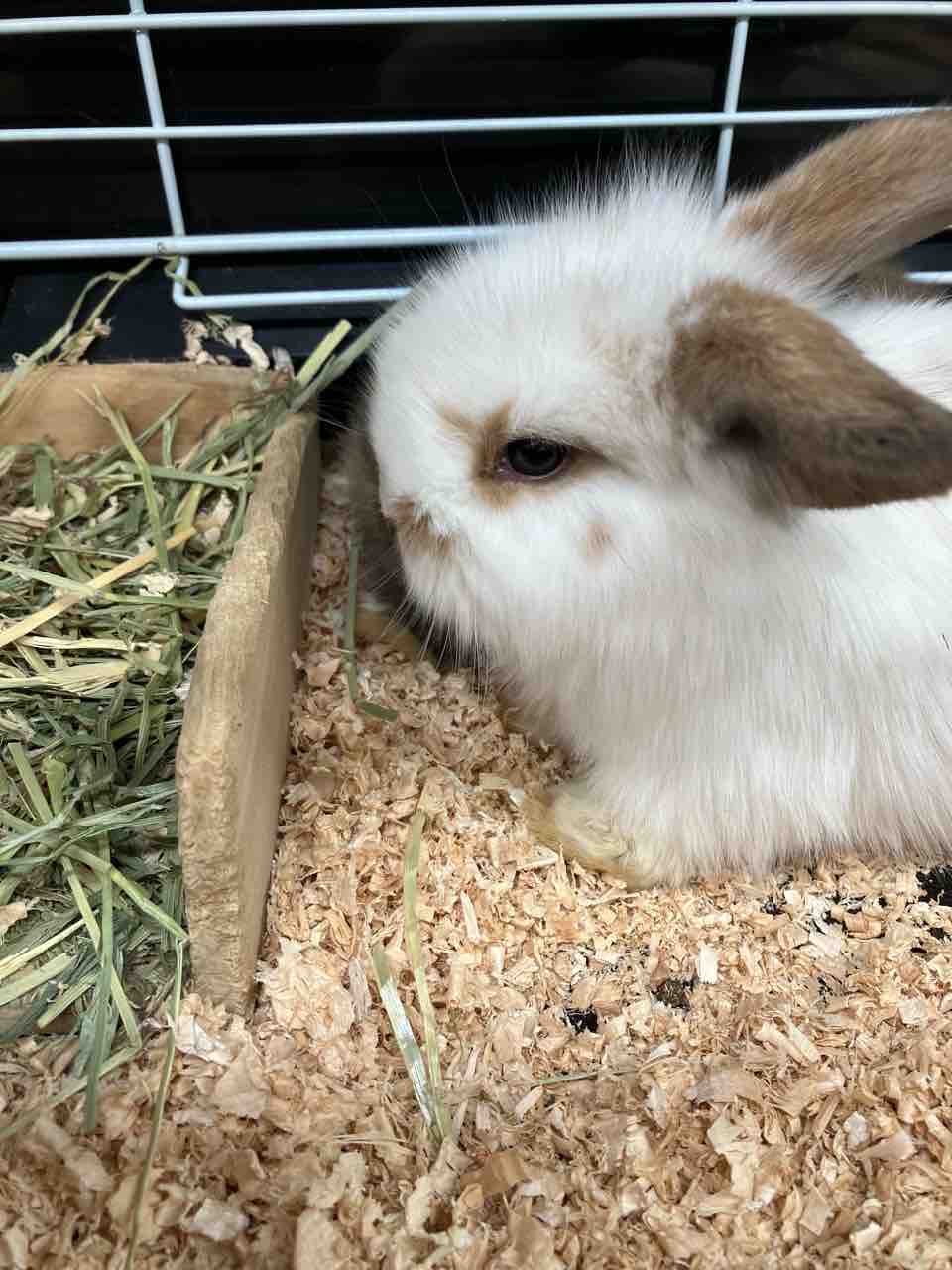 ロップイヤーの赤ちゃん紹介 ペットショップワンラブ 浜松市野店のスタッフブログ