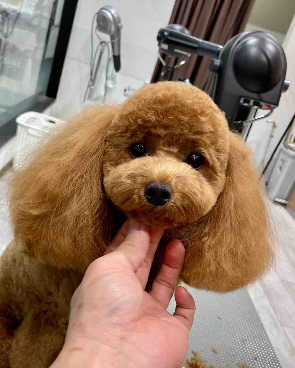 トイプードル カットコース ペットショップワンラブ 浜松市野店のスタッフブログ