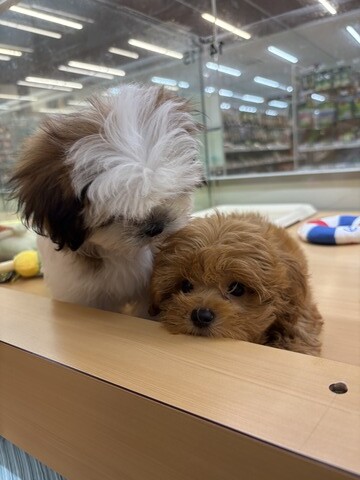 881A8221-F2FC-4829-8E48-3471CDA63FEE