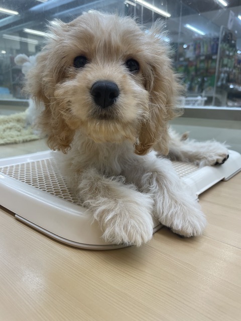 321E385F-B79C-4C53-A562-750A8BE2B7A9