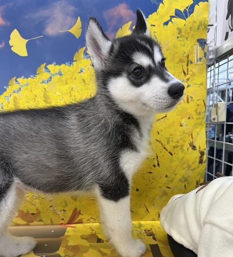 1AC0350E-A205-41F1-95BE-5EB280F950BD