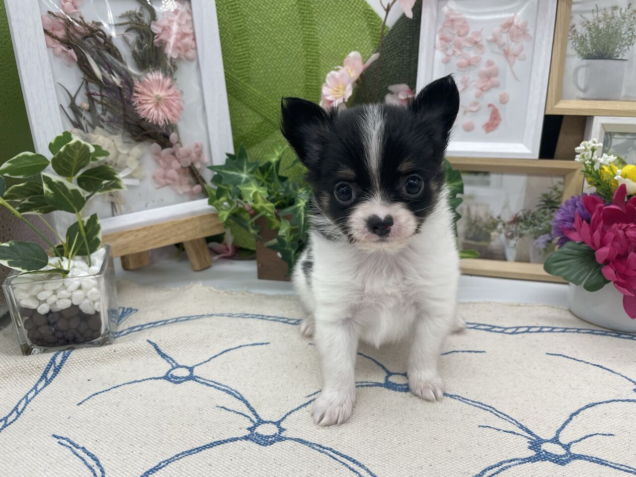 可愛いチワワ 静岡県 ペットショップワンラブ カインズ掛川店ペッツワンコーナースタッフブログ