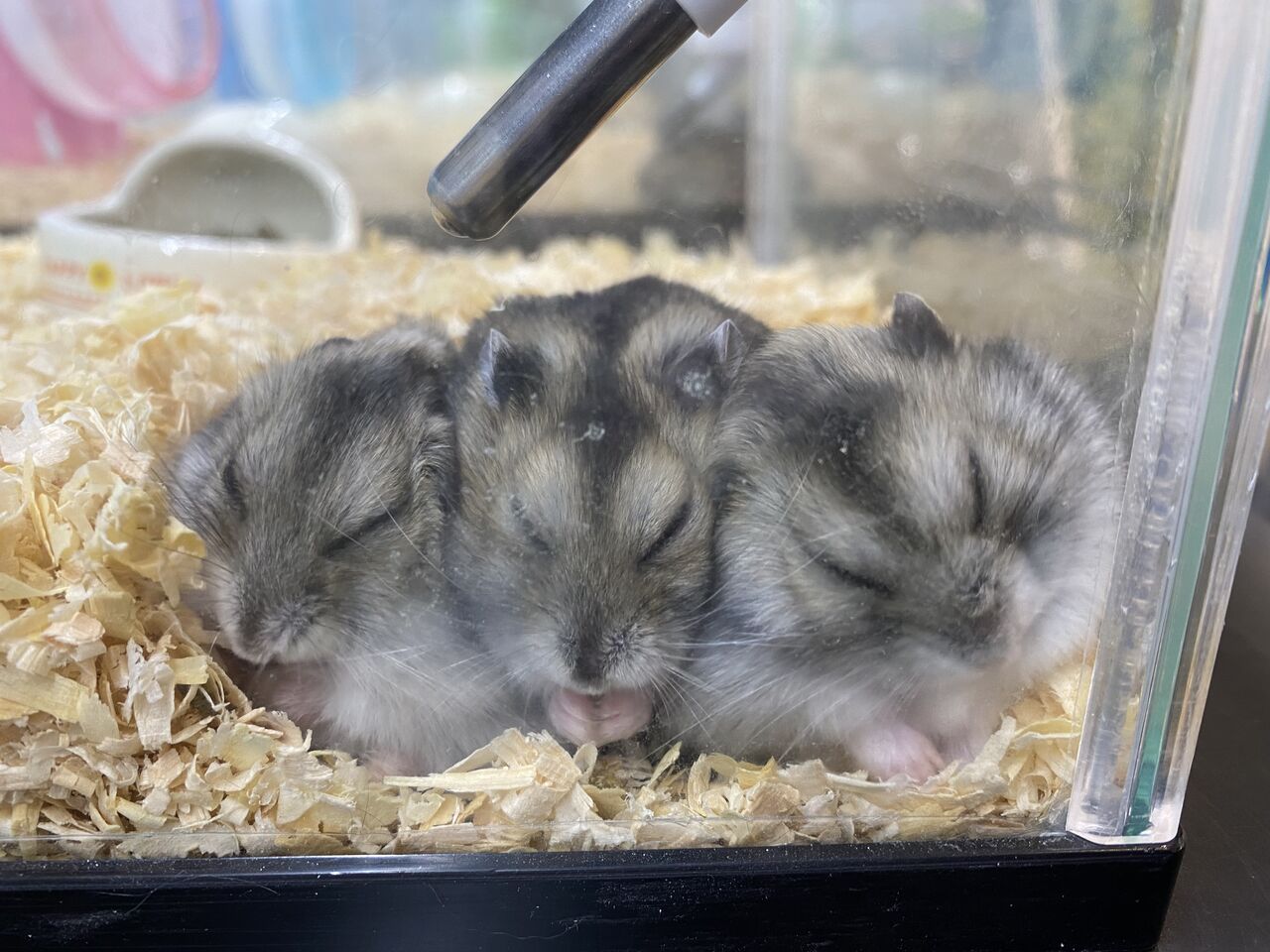 可愛い ハムスター ペットショップワンラブ カインズ北本店 スタッフブログ 埼玉県北本市 可愛い ハムスター ペットショップワンラブ カインズ北本店 スタッフブログ 埼玉県北本市
