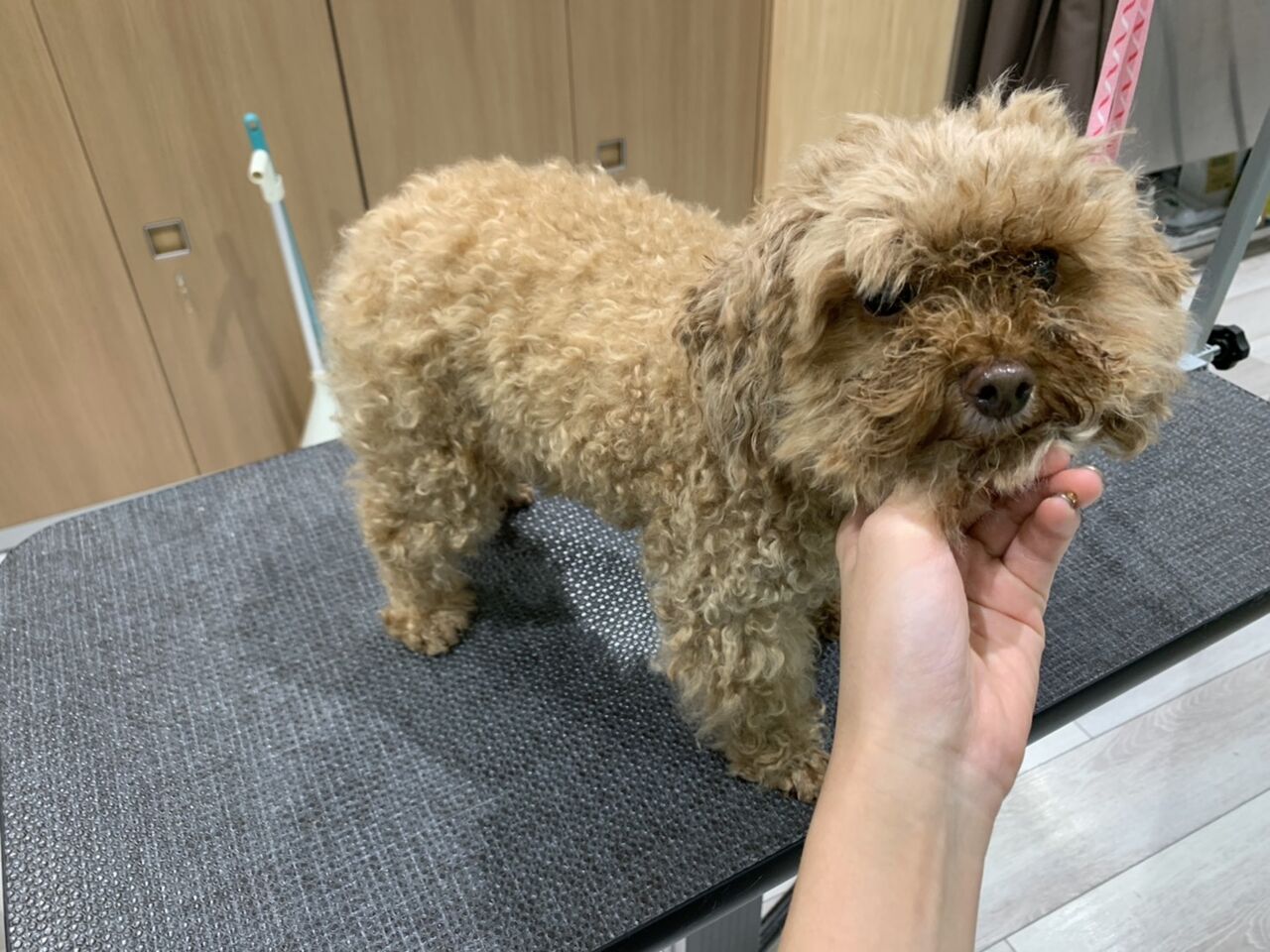 トイプードル きなこちゃんのビフォー アフター トリミング 京都 カインズ木津川店ペッツワンコーナースタッフブログ